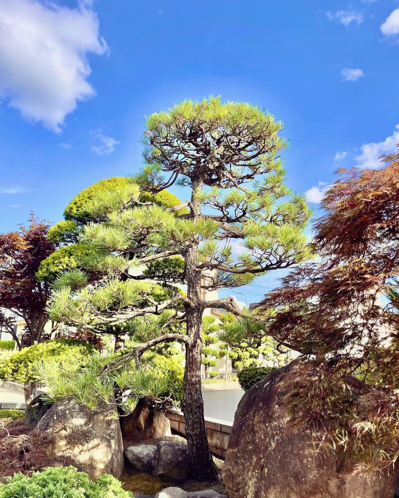 ブログ画像