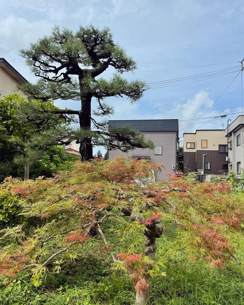 ブログ画像